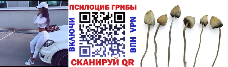 Псилоцибиновые грибы мицелий  где можно купить   Крым 